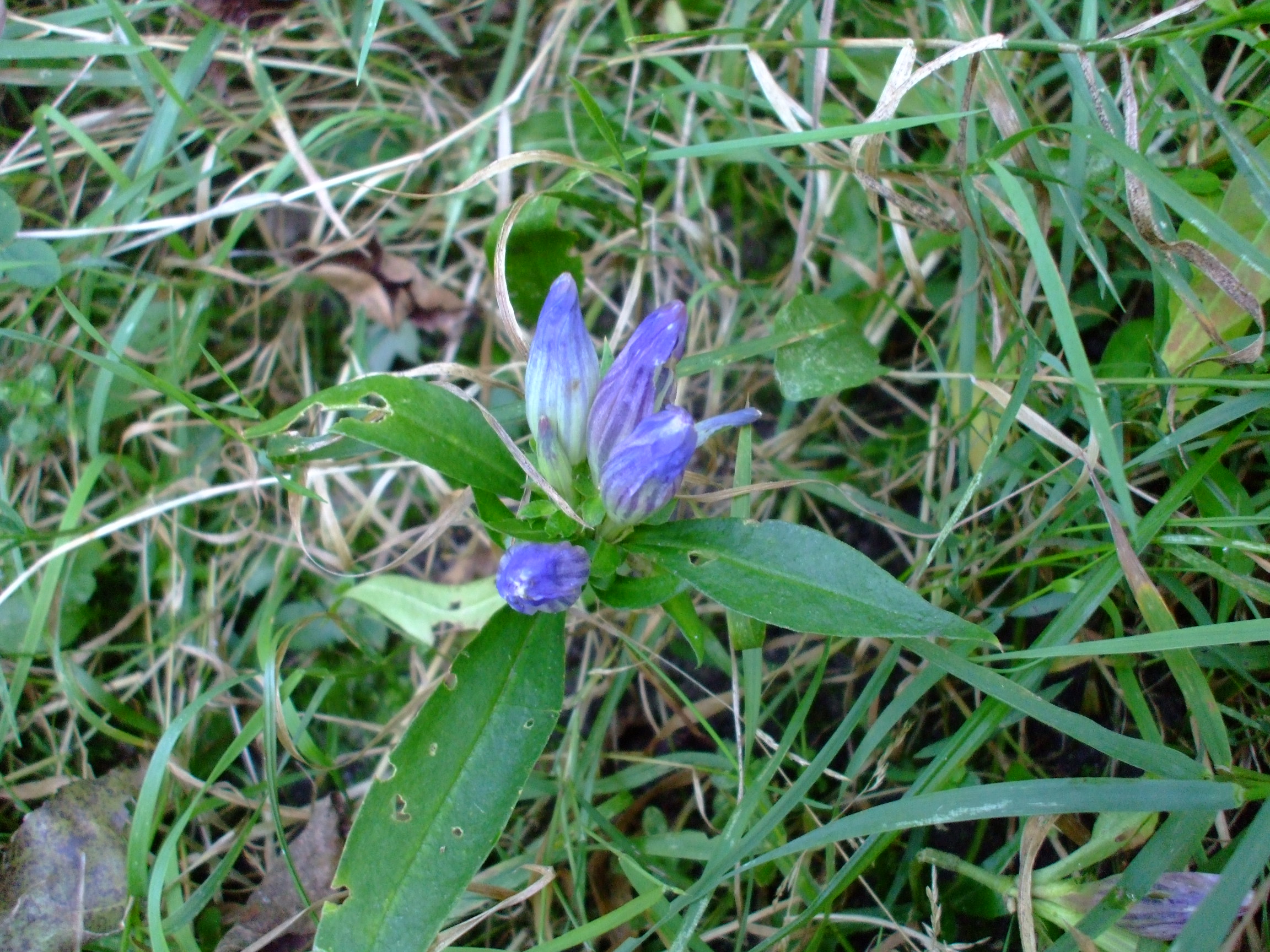 Gentiana austromontana